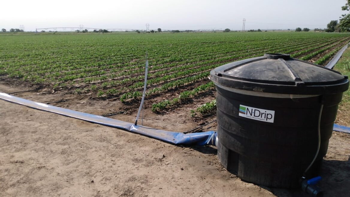 Campos de cultivo